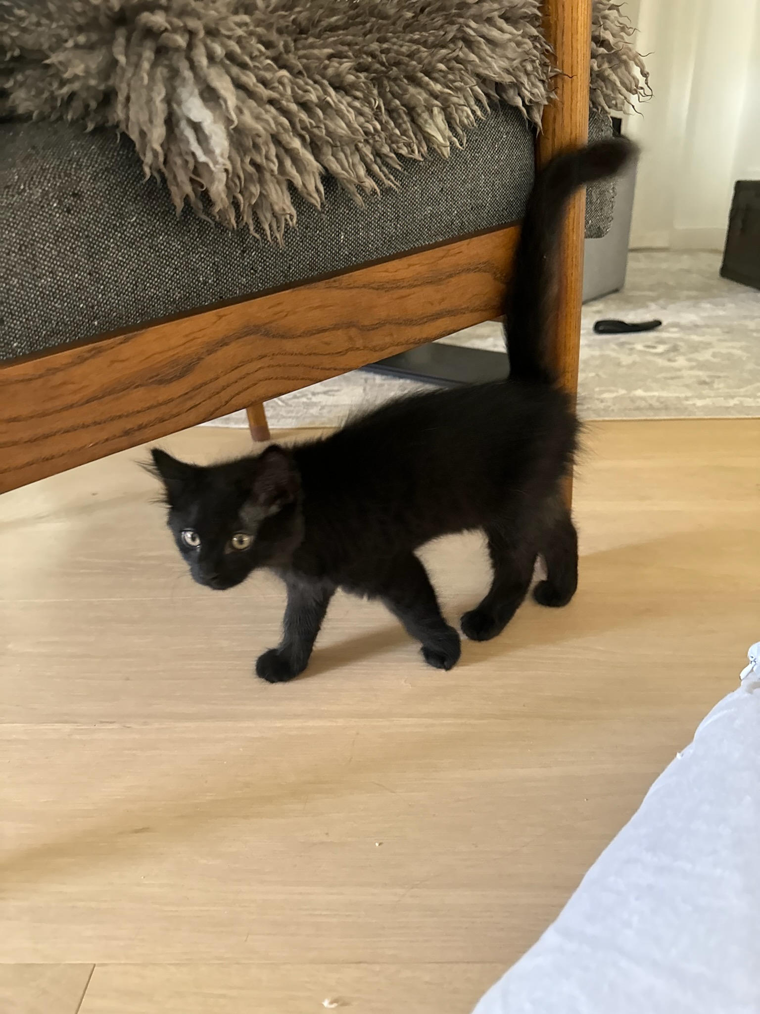 Stubbs!!, Young Female American Shorthair
