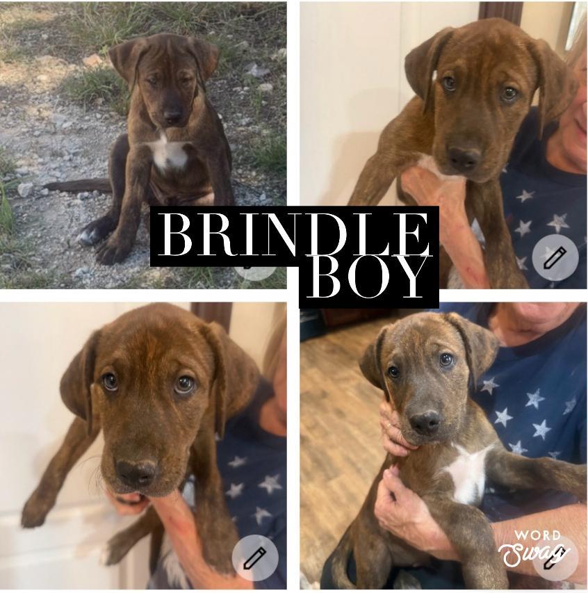 brindle catahoula boy, Adoptable, Young Male Catahoula Leopard Dog.