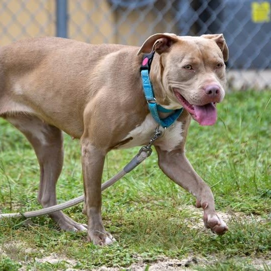 Enlarge Harvest, an adopted mixed breed in Defuniak Springs, FL image 1/2