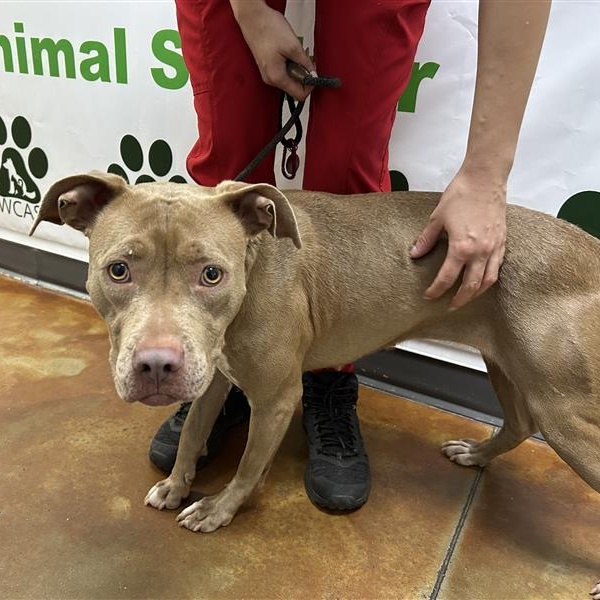 Enlarge Harvest, an adopted mixed breed in Defuniak Springs, FL image 2/2