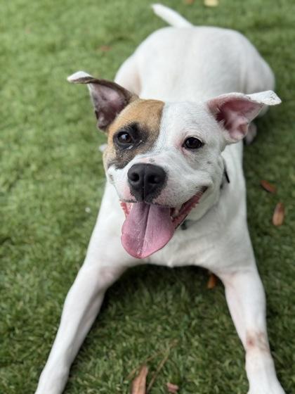 Peaches - 1, Adoptable, Young Female Pit Bull Terrier & Mixed Breed.