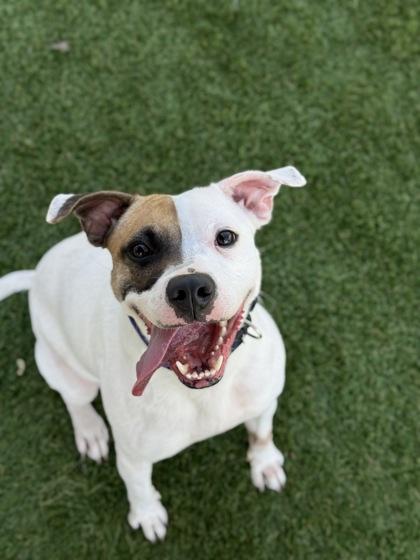 Enlarge Peaches - 1, a Adoptable mixed breed in Daytona Beach, FL image 1/2