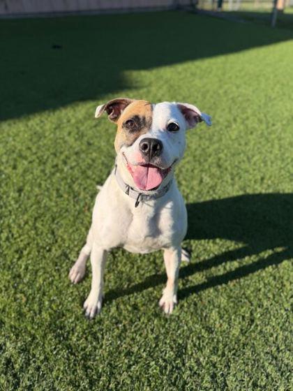 Peaches - 1, Adoptable, Young Female Pit Bull Terrier & Mixed Breed.