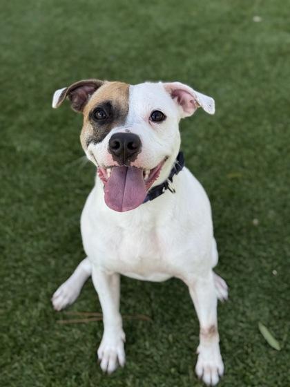 Enlarge Peaches - 1, a Adoptable mixed breed in Daytona Beach, FL image 2/2