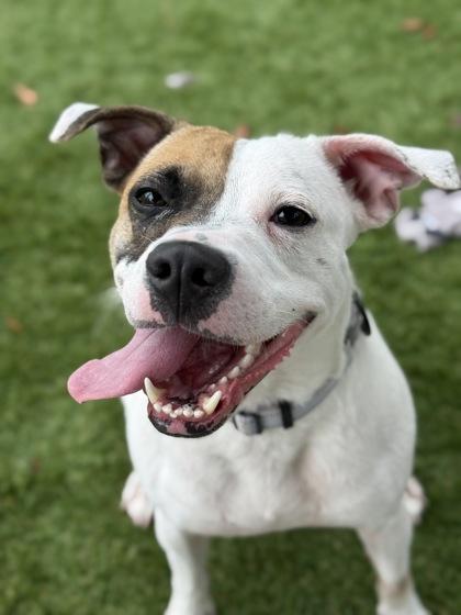 Enlarge Peaches - 1, a Adoptable mixed breed in Daytona Beach, FL image 2/2