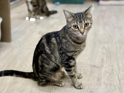 Enlarge Jarrah, a ADOPTABLE Domestic Short Hair in Downers Grove, IL image 1/2