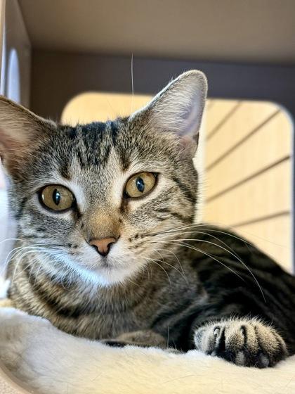 Enlarge Jarrah, a ADOPTABLE Domestic Short Hair in Downers Grove, IL image 2/2