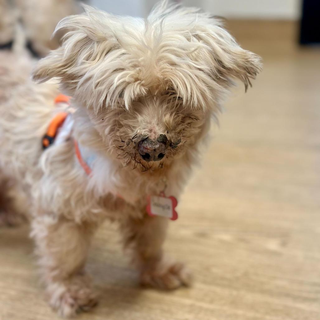 Enlarge Soul Cycle 13732, a Adoptable Maltese in San Francisco, CA image 1/5