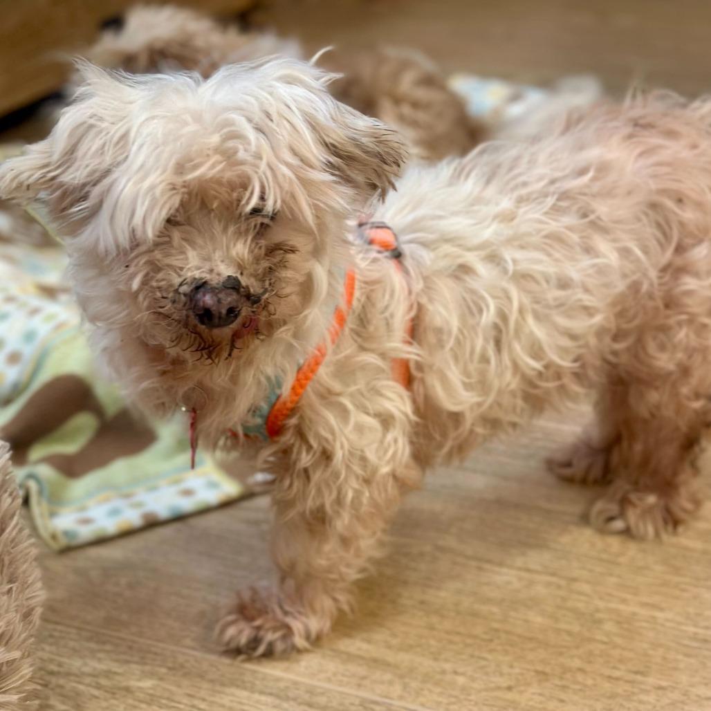 Enlarge Soul Cycle 13732, a Adoptable Maltese in San Francisco, CA image 2/5