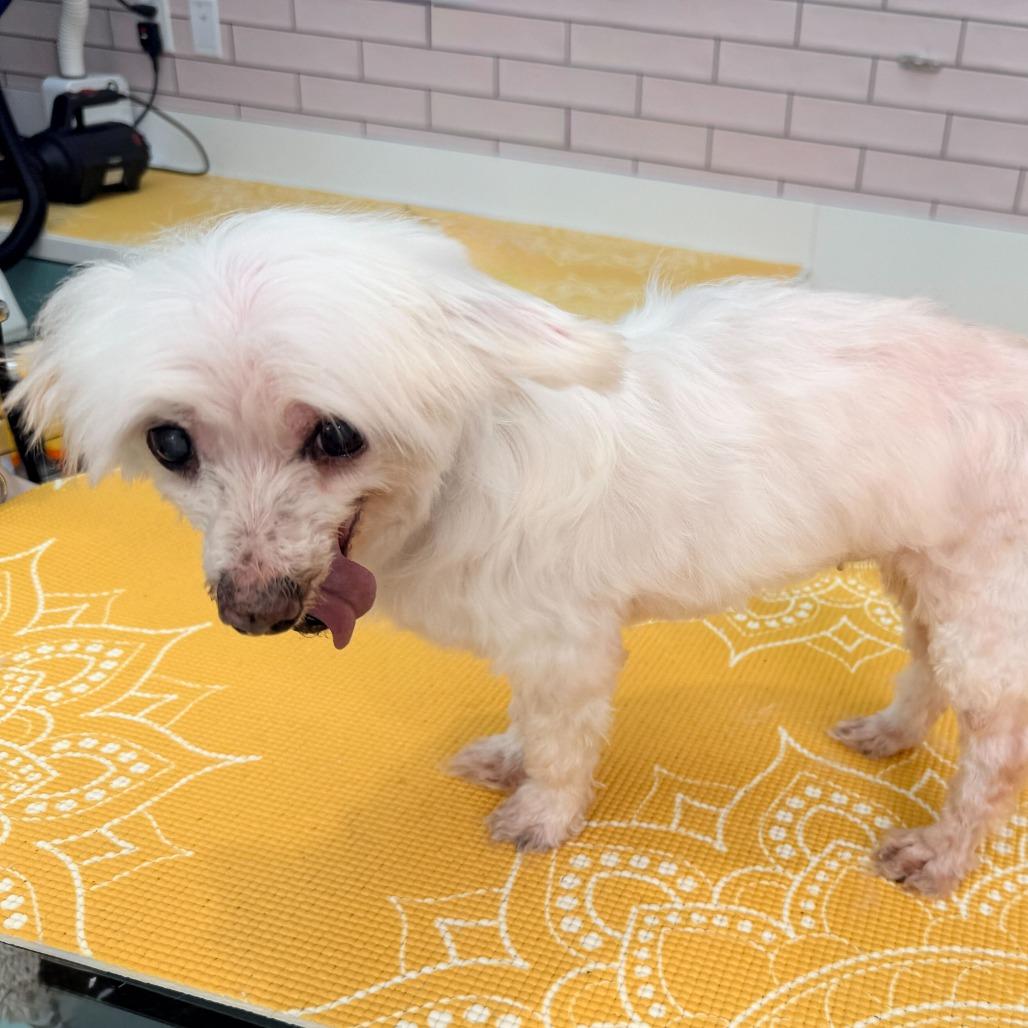 Enlarge Soul Cycle 13732, a Adoptable Maltese in San Francisco, CA image 3/5