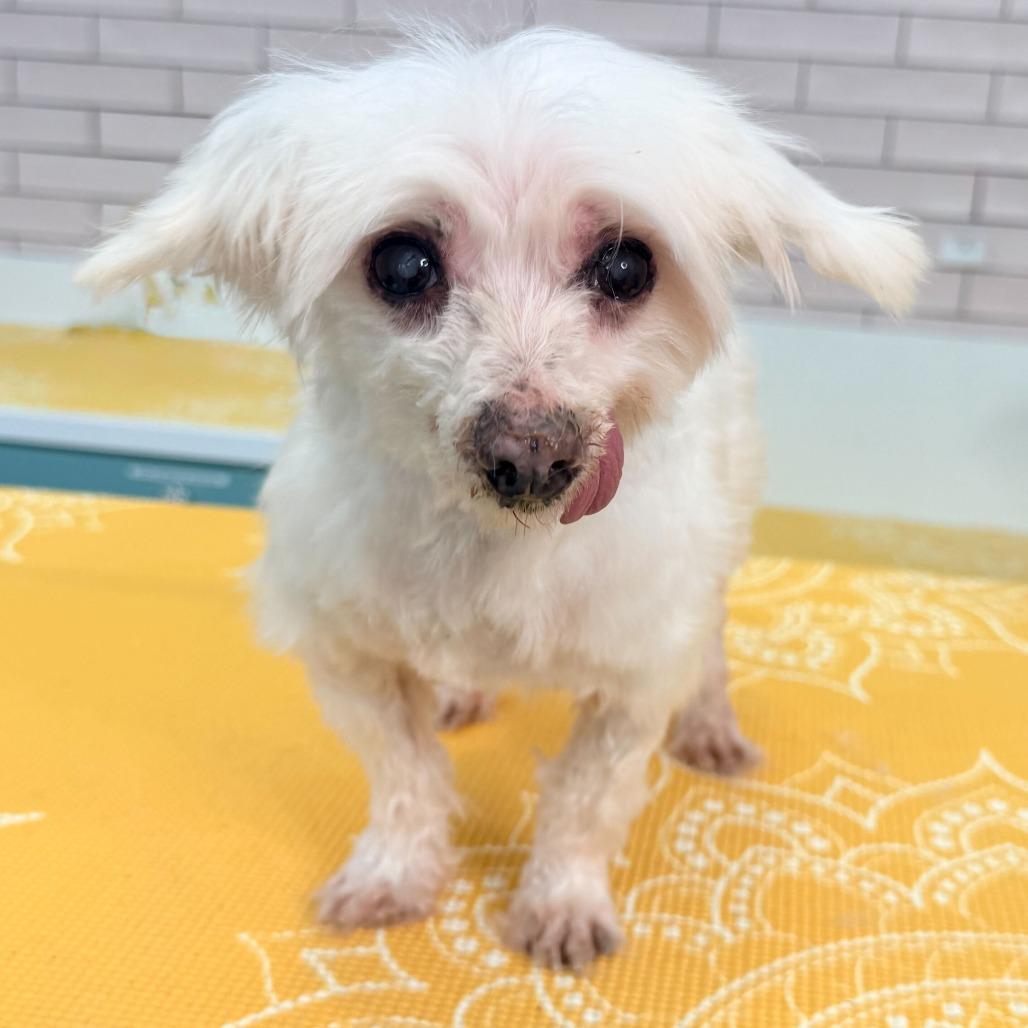 Enlarge Soul Cycle 13732, a Adoptable Maltese in San Francisco, CA image 4/5