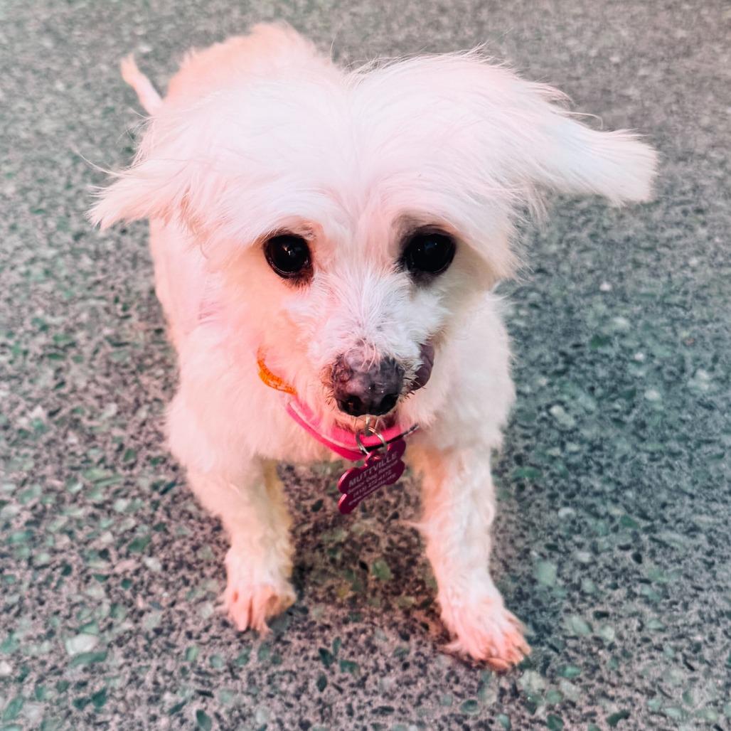 Enlarge Soul Cycle 13732, a Adoptable Maltese in San Francisco, CA image 5/5