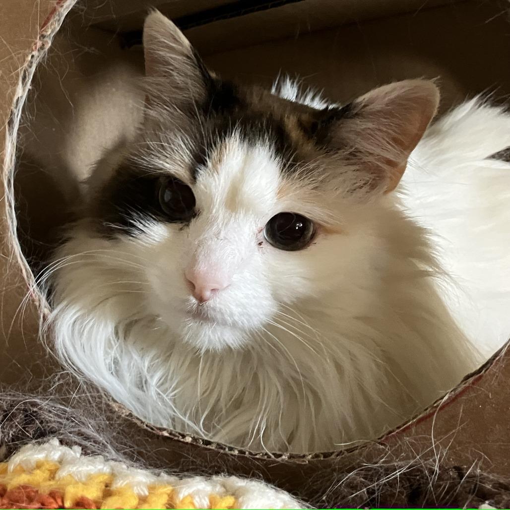 Bailey, Adoptable, Senior Female Domestic Long Hair.