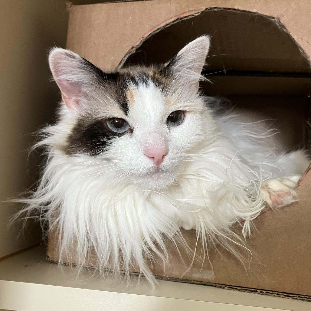 Enlarge Bailey, a Adoptable Domestic Long Hair in Idaho Falls, ID image 1/3