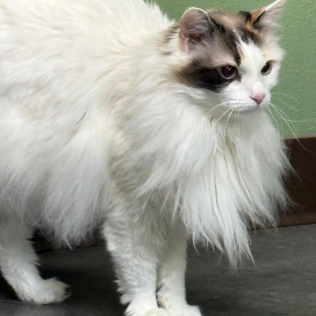 Enlarge Bailey, a Adoptable Domestic Long Hair in Idaho Falls, ID image 3/6