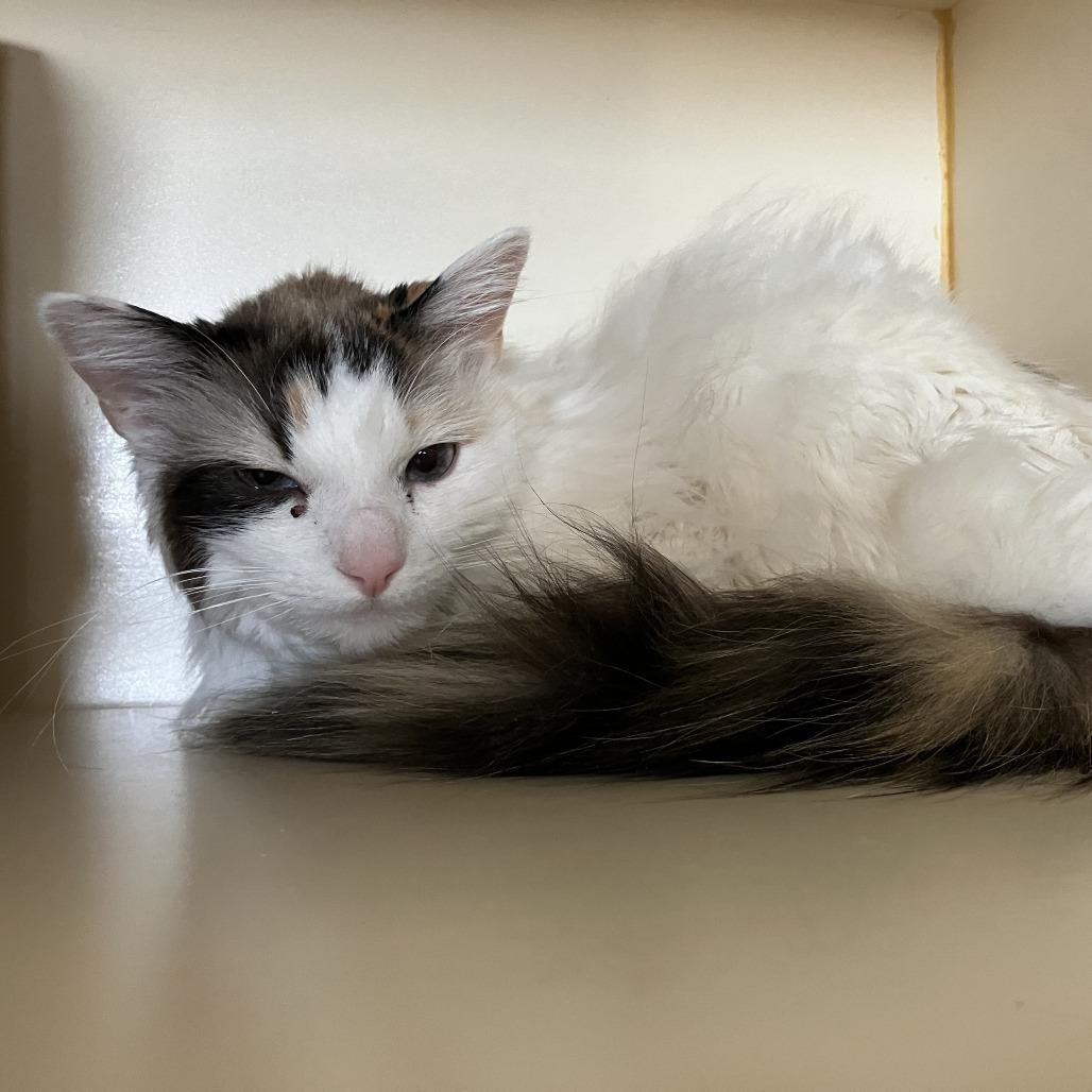Enlarge Bailey, a Adoptable Domestic Long Hair in Idaho Falls, ID image 2/3