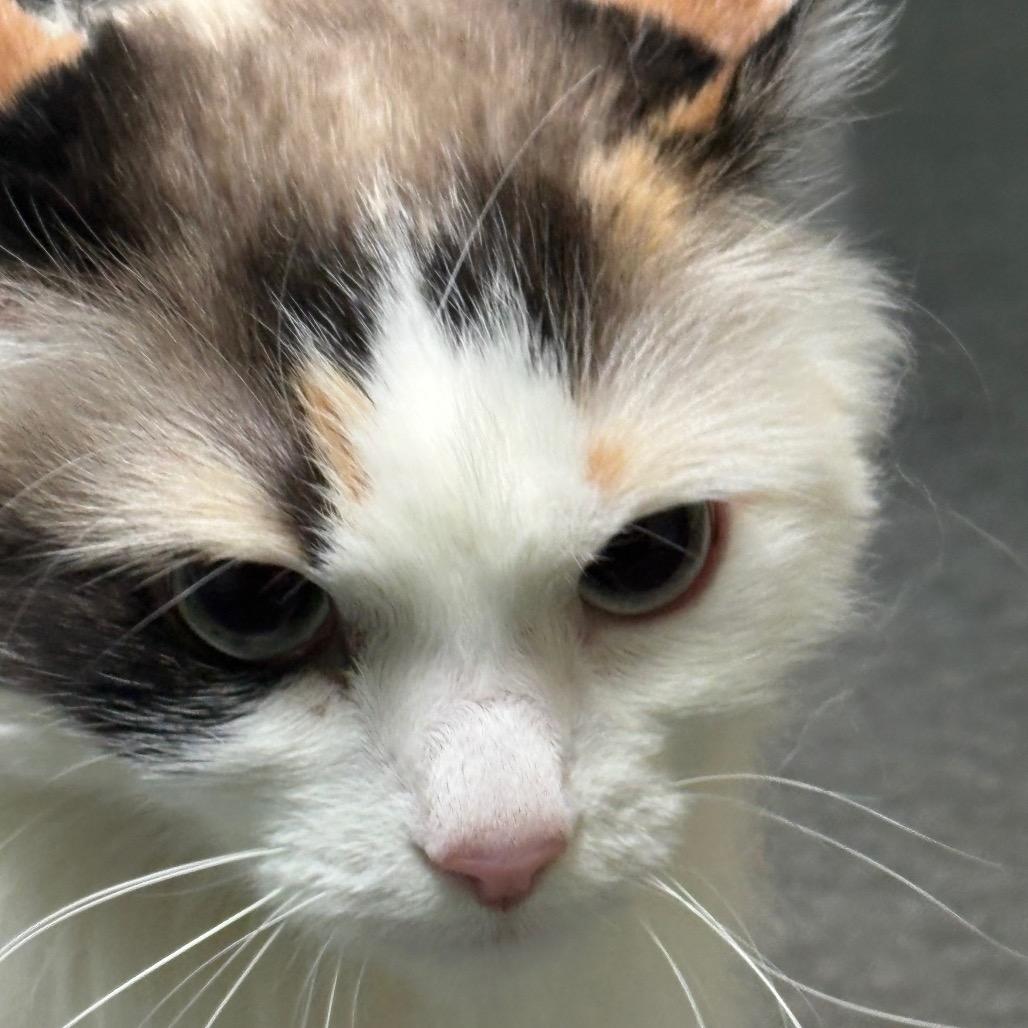 Enlarge Bailey, a Adoptable Domestic Long Hair in Idaho Falls, ID image 4/6
