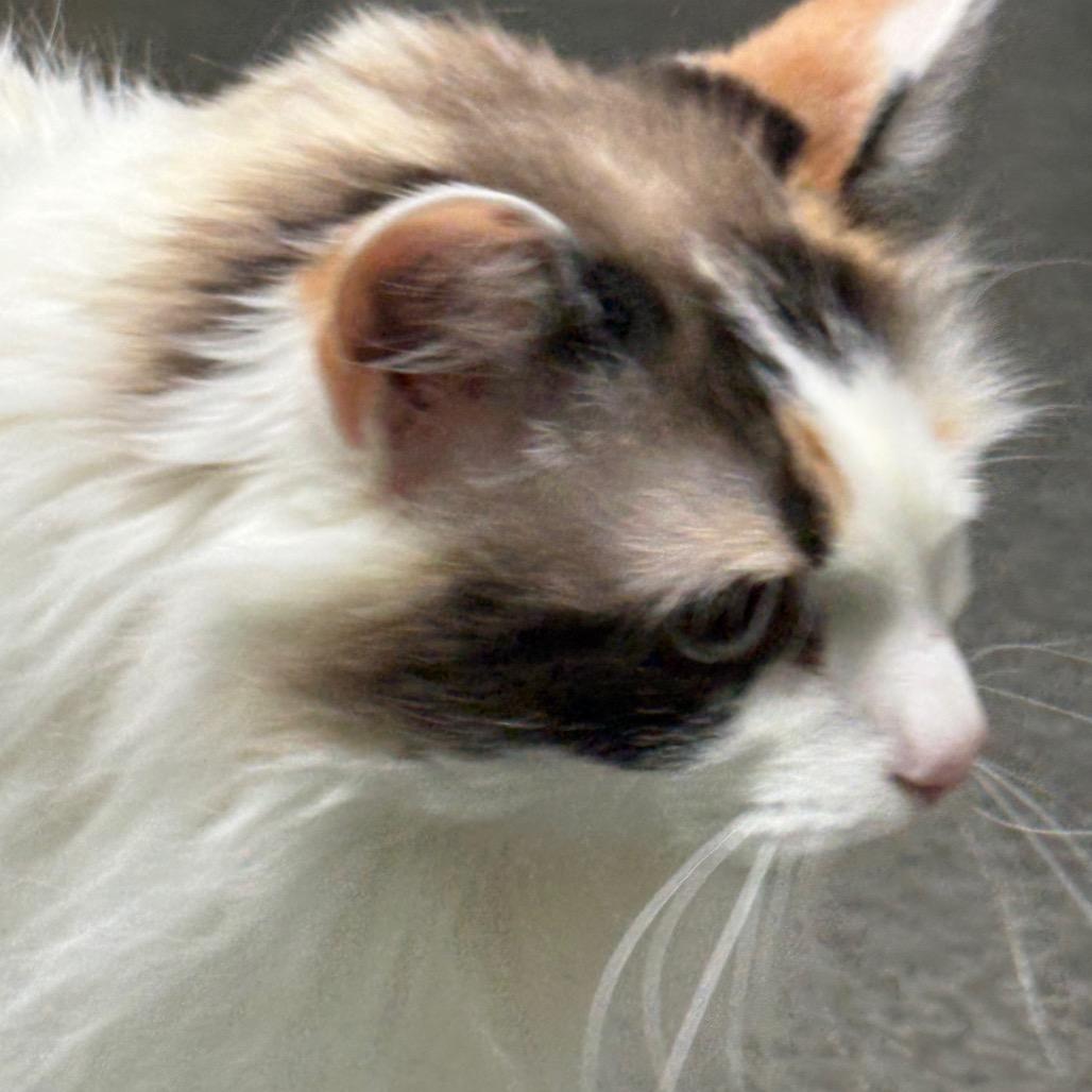 Enlarge Bailey, a Adoptable Domestic Long Hair in Idaho Falls, ID image 5/6