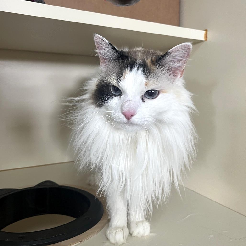Enlarge Bailey, a Adoptable Domestic Long Hair in Idaho Falls, ID image 6/6