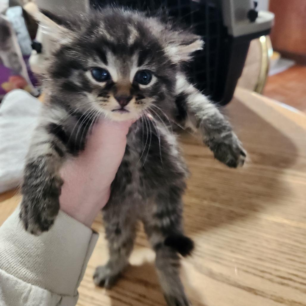 Stormy, Adoptable, Kitten Female Domestic Long Hair.