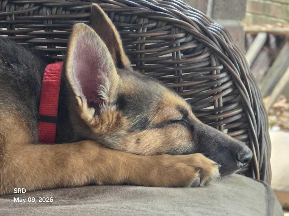 Poppy, Adoptable, Puppy Female German Shepherd Dog.