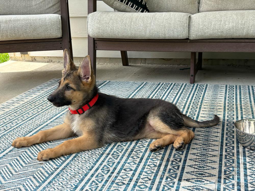 Enlarge Poppy, a Adoptable German Shepherd Dog in Houston, TX image 3/6