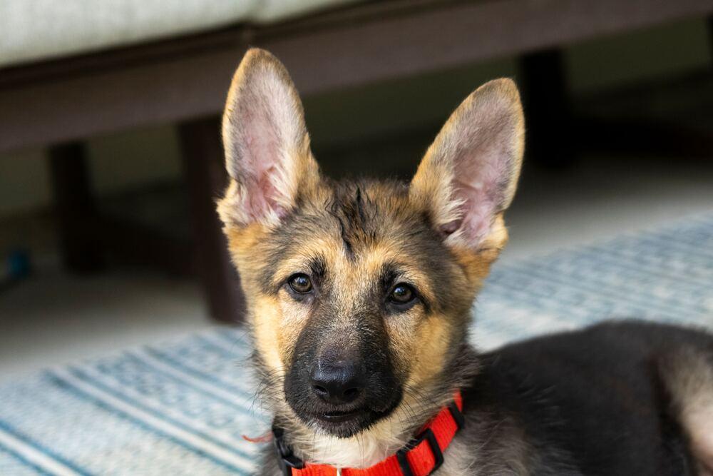 Enlarge Poppy, a Adoptable German Shepherd Dog in Houston, TX image 4/6