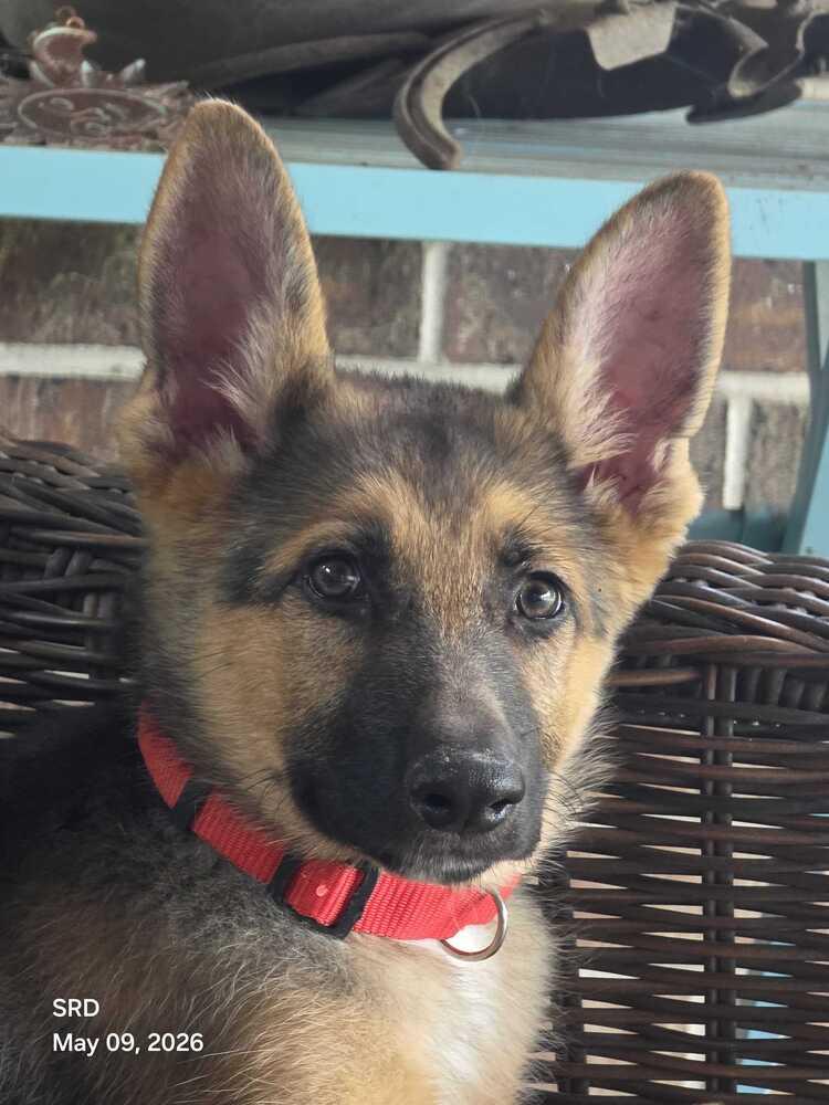 Enlarge Poppy, a Adoptable German Shepherd Dog in Houston, TX image 5/6