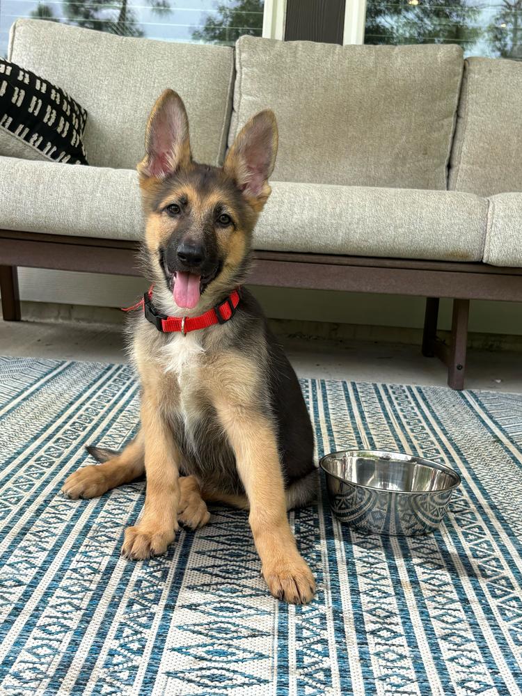 Enlarge Poppy, a Adoptable German Shepherd Dog in Houston, TX image 6/6