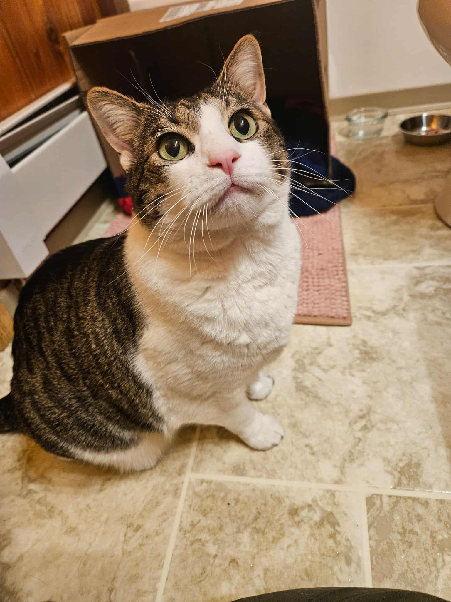 Enlarge BB, a Adoptable Domestic Short Hair in Bethel, AK image 1/1