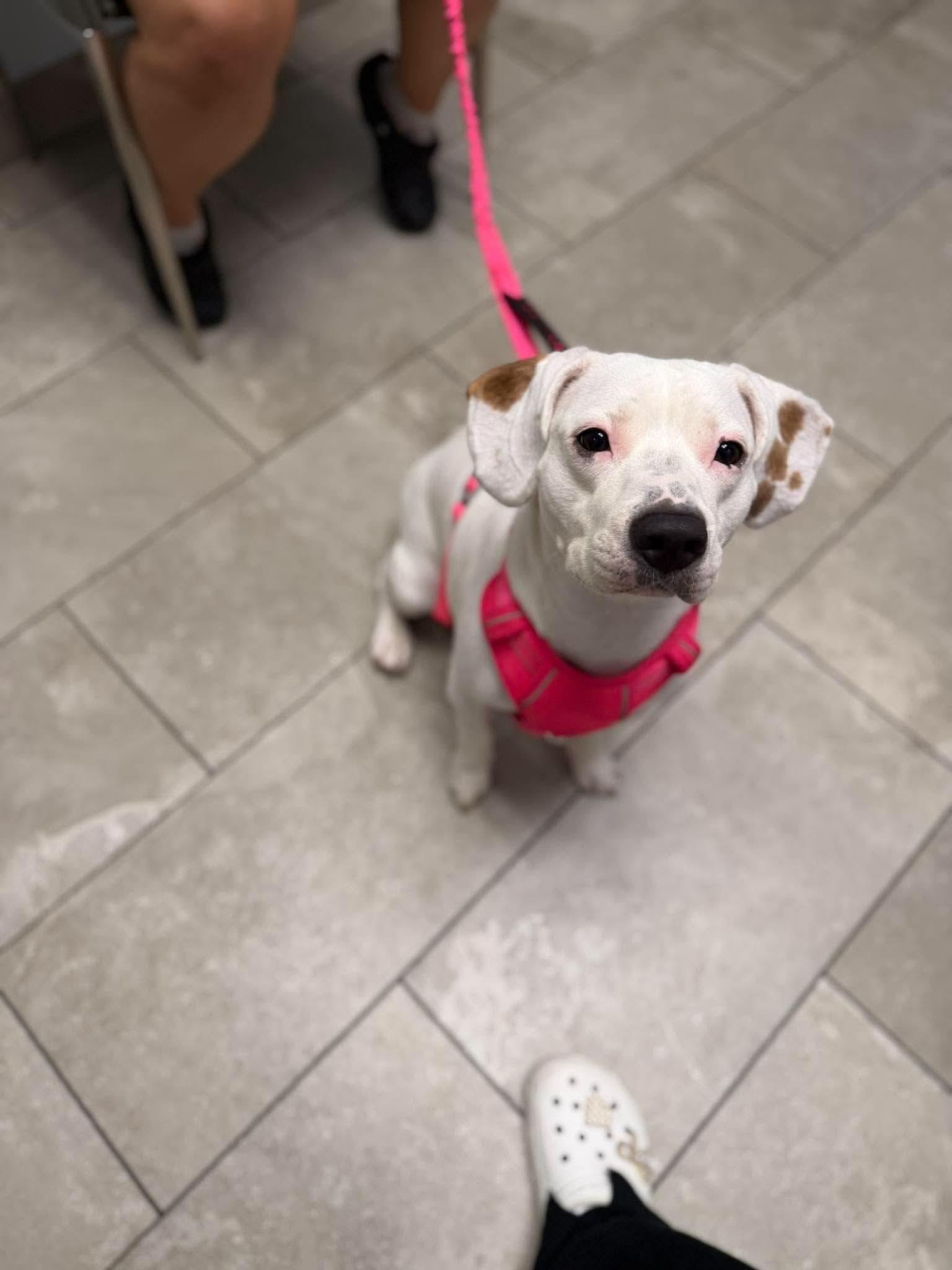 Lola, Adopted, Young Female Beagle & Terrier.