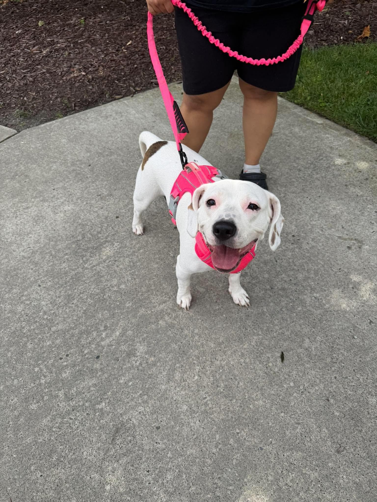 Enlarge Lola, a Adopted mixed breed in Westwood, NJ image 2/2