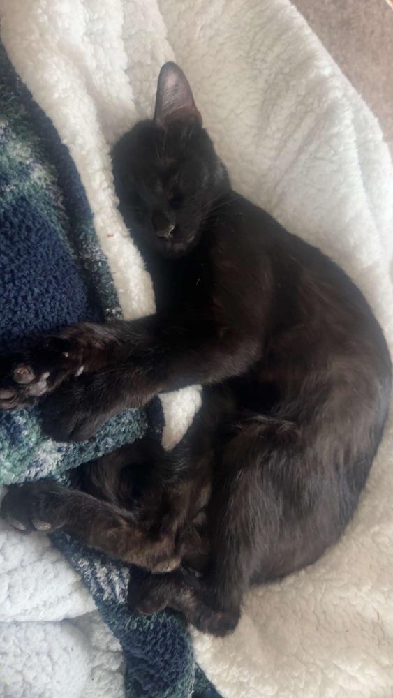 Sirius, Adoptable, Adult Male Domestic Short Hair.