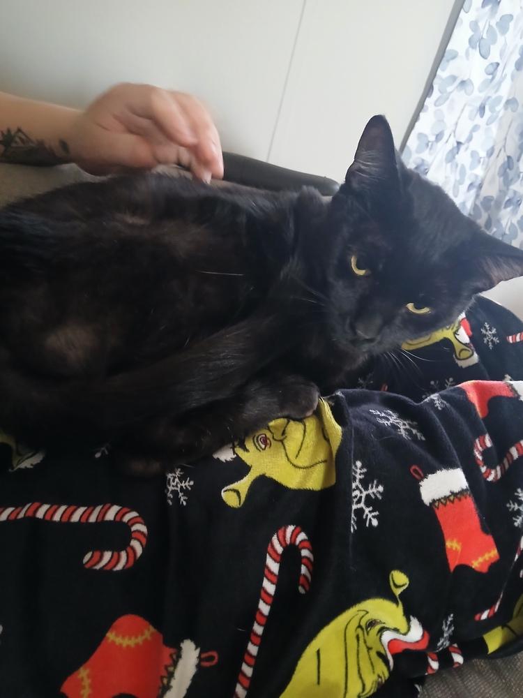 Enlarge Sirius, a Adoptable mixed breed in Plymouth, MI image 2/6