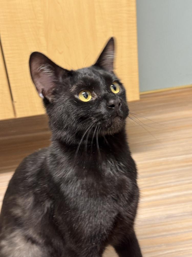 Enlarge Sirius, a Adoptable mixed breed in Plymouth, MI image 3/6
