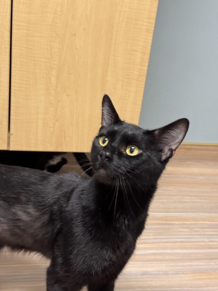 Enlarge Sirius, a Adoptable mixed breed in Plymouth, MI image 4/6