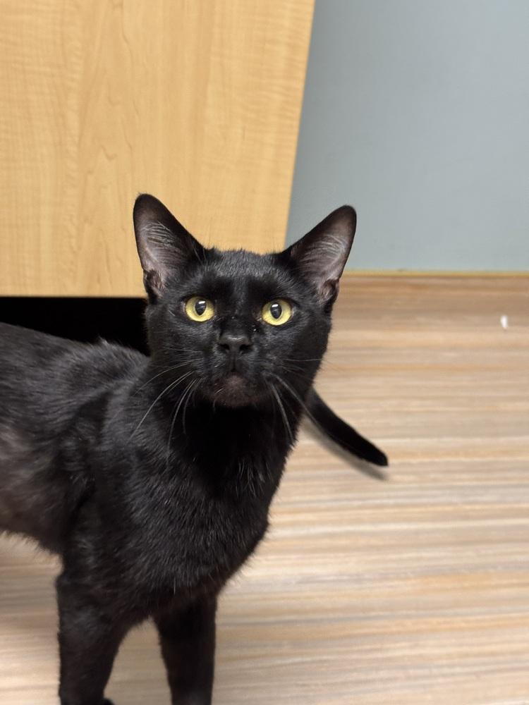 Enlarge Sirius, a Adoptable mixed breed in Plymouth, MI image 5/6