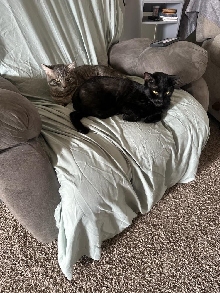 Enlarge Sirius, a Adoptable mixed breed in Plymouth, MI image 6/6