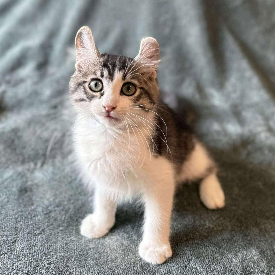 Enlarge Queso, a Adopted American Curl in Modesto, CA image 1/1