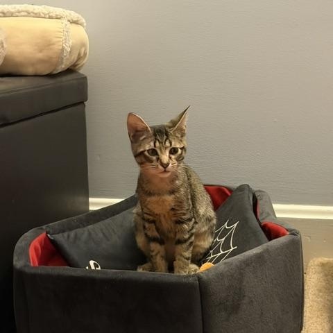Enlarge Striker (Meaghan-Fostered in New England), a Adoptable mixed breed in Milford, NH image 3/6