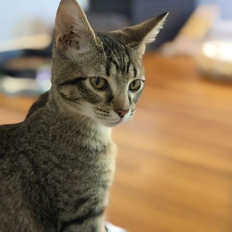 Enlarge Striker (Meaghan-Fostered in New England), a Adoptable mixed breed in Milford, NH image 5/6