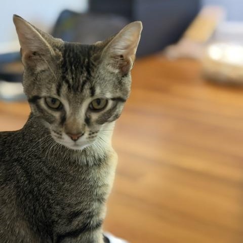Enlarge Striker (Meaghan-Fostered in New England), a Adoptable mixed breed in Milford, NH image 4/6