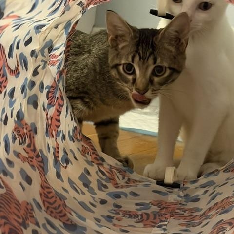 Striker (Meaghan-Fostered in New England), Adoptable, Young Male Domestic Short Hair.