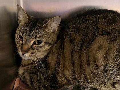 Ansley, Adoptable, Young Female Domestic Short Hair & Domestic Short Hair.