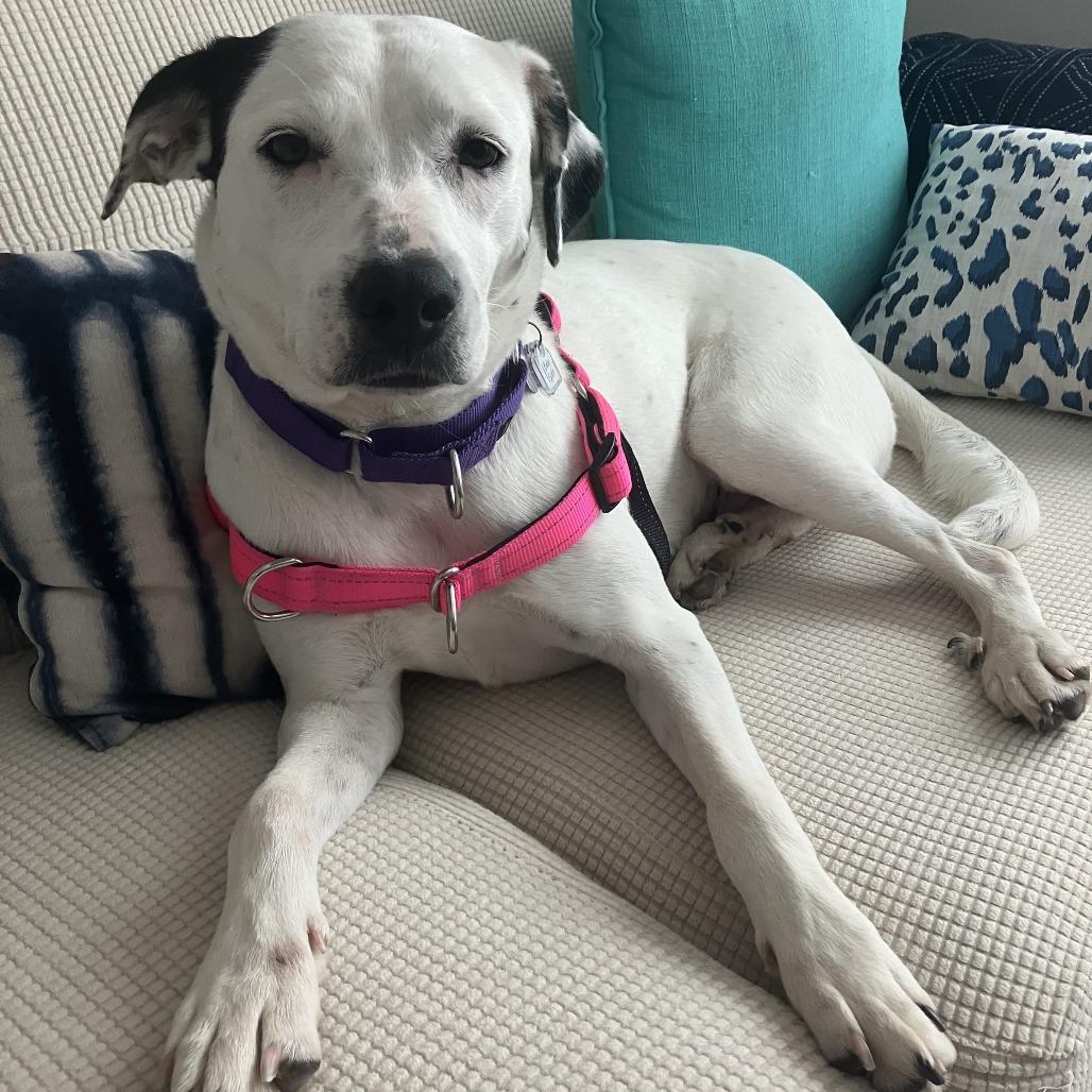 Baby Spots, a Adoptable mixed breed in Falls Church, VA image 2/6