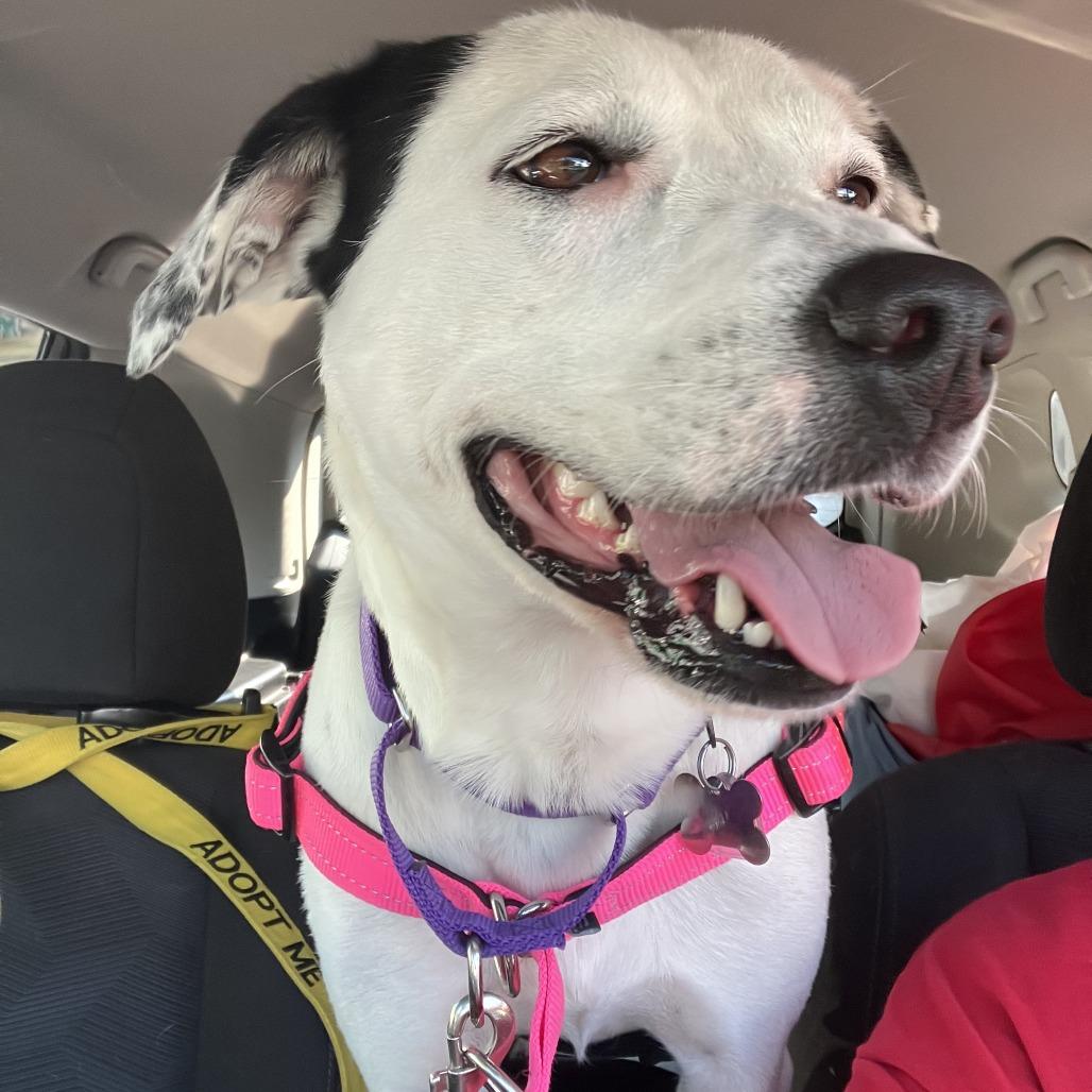 Baby Spots, a Adoptable mixed breed in Falls Church, VA image 6/6