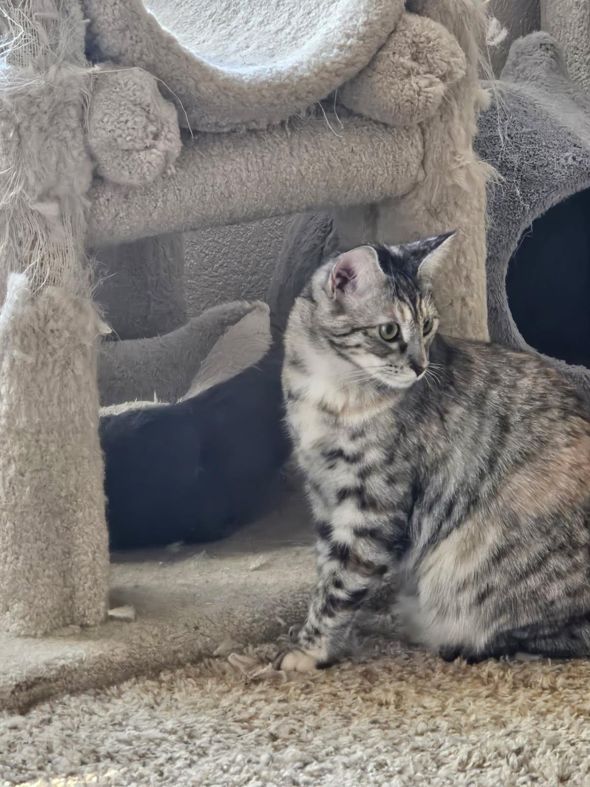 Enlarge Darla & Galinda, a Adoptable mixed breed in Placerville , CA image 2/6