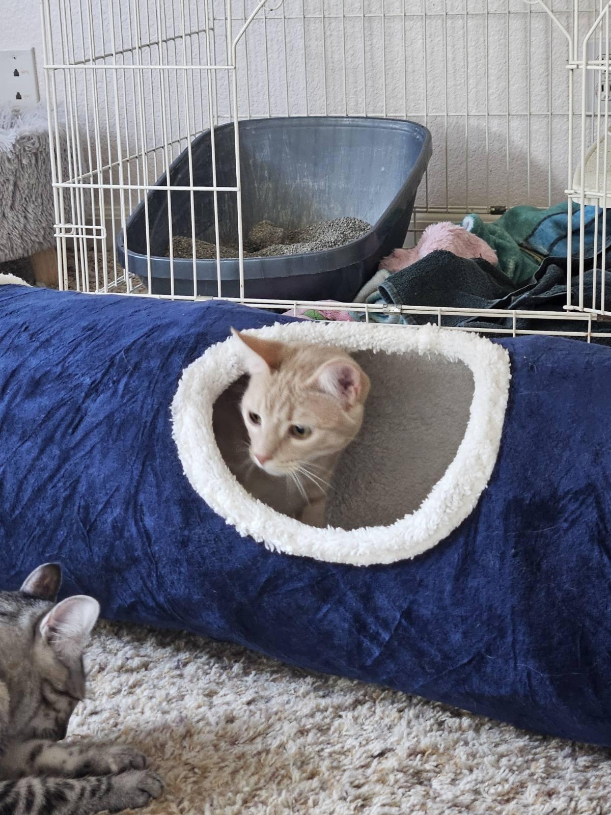 Enlarge Darla & Galinda, a Adoptable mixed breed in Placerville , CA image 6/6