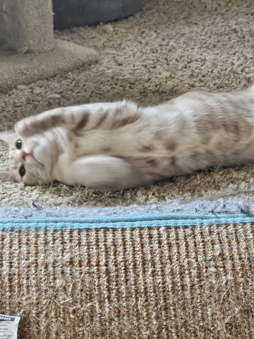 Enlarge Darla & Galinda, a Adoptable mixed breed in Placerville , CA image 5/6