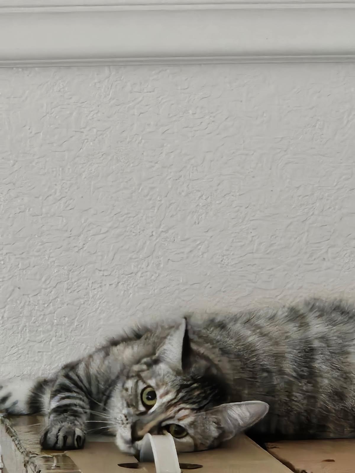 Enlarge Darla & Galinda, a Adoptable mixed breed in Placerville , CA image 3/6